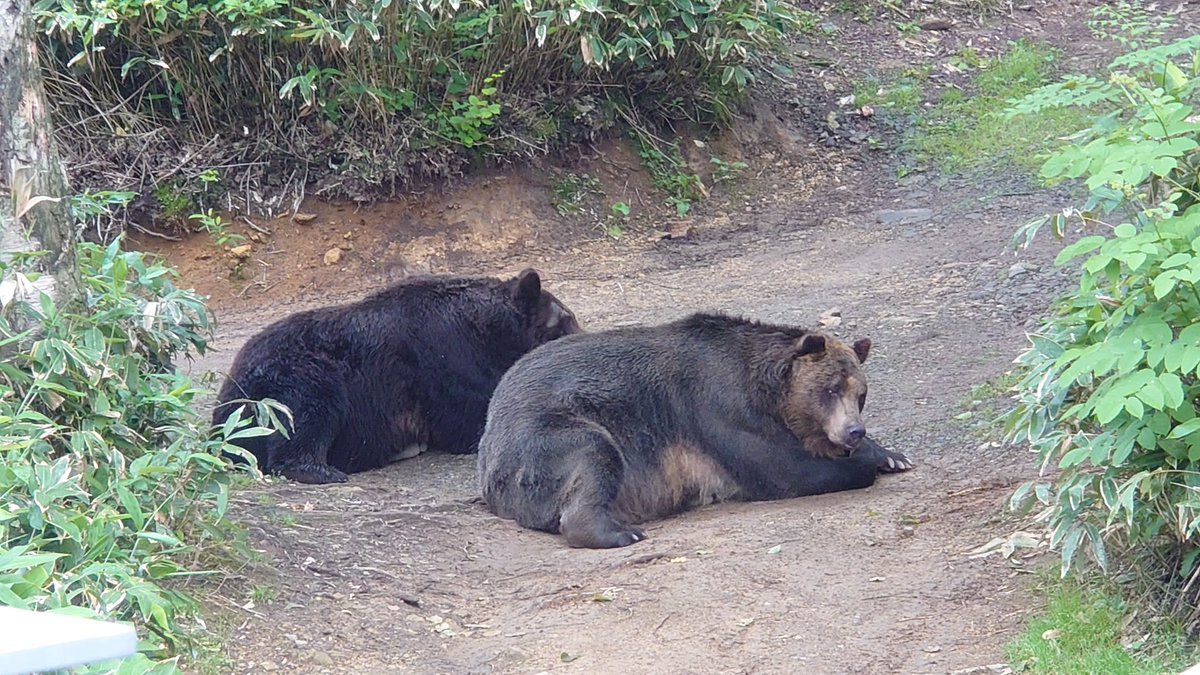 Sahoro_Bear_Mt's tweet photo. 双子レベルのシンクロポーズ

#ベア・マウンテン #エゾヒグマ
#ミット #モコ
#収容前の一時
#黒と茶 https://t.co/5u9AclZBbD