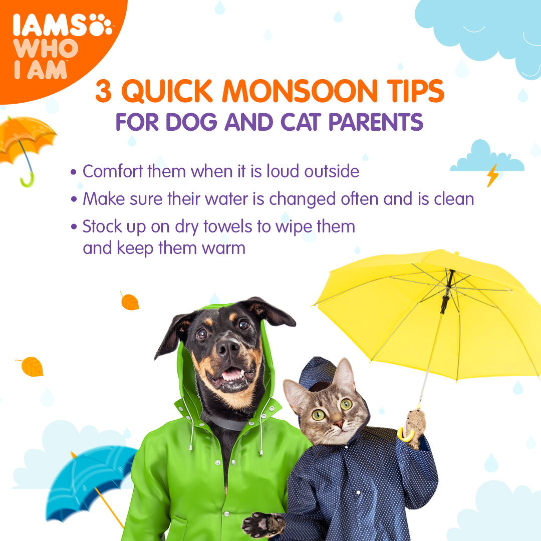 IndiaIams's tweet photo. Take a note of these for now and stay tuned for even more tips on how monsoons can be a comfortable time for you and your unique pets.
For their unique nutritional needs, try IAMS today and #SeeTheWOW

#IAMS #IAMSWhoIAm #TailoredNutrition #Uniquebest
#DogFood #CatFood https://t.co/nIDnTY8M0L