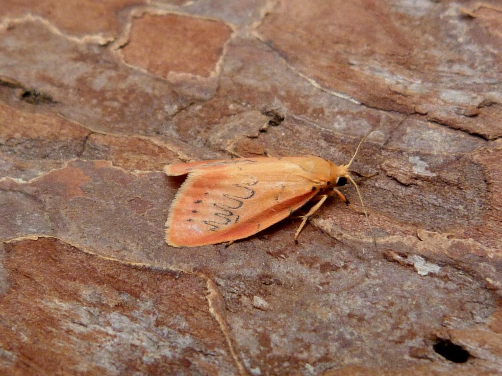 NatureUK's tweet photo. A few species from two weeks worth of trapping on Kelling Heath. Red-necked Footman, Rosy Footman, Lobster Moth and Scallop Shell #teammoth https://t.co/CFxHqhKPc9
