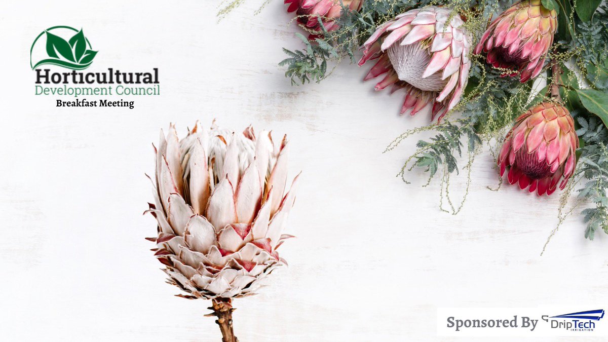 Chatting about Protea demand internationally with Garth Fowler from Froggy Farm, they are a champion of the Hub &amp; Spoke Model. #proteas #Horticulture #flowerfarming #zimfarmers #hdczim