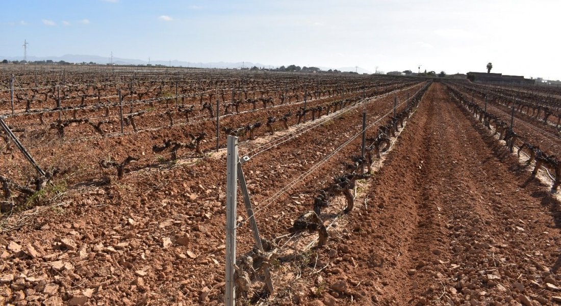 🍇Conseguir la máxima eficiencia de #riego en #viñedo ahorra costes y optimiza la producción

De todo ello hablamos en nuestro blog
💧 RIEGO POR GOTEO EN LA VID

▶️prakor.com/riego-por-gote…

#Riegoporgoteo #regadio #vid #sectorvitivinicola