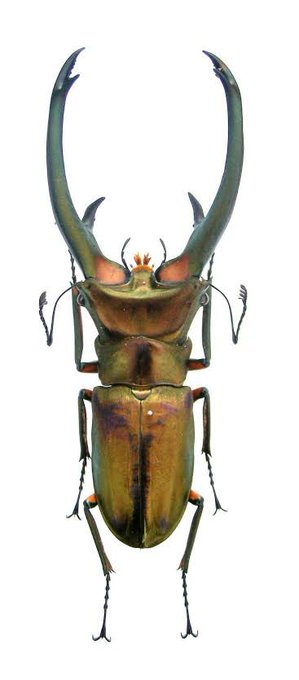 @keita_kuwa0210 自分が気になったので比較用

①エラフスホソアカクワガタ
②メタリフェルホソアカクワガタ
③オウゴンオニクワガタ

②っぽいよね。ギザギザ部分がね 