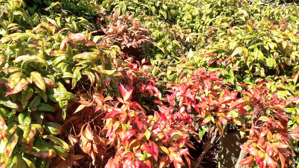 sacred bamboo Nandina dimestic 'Fire Power' heavenly bamboo