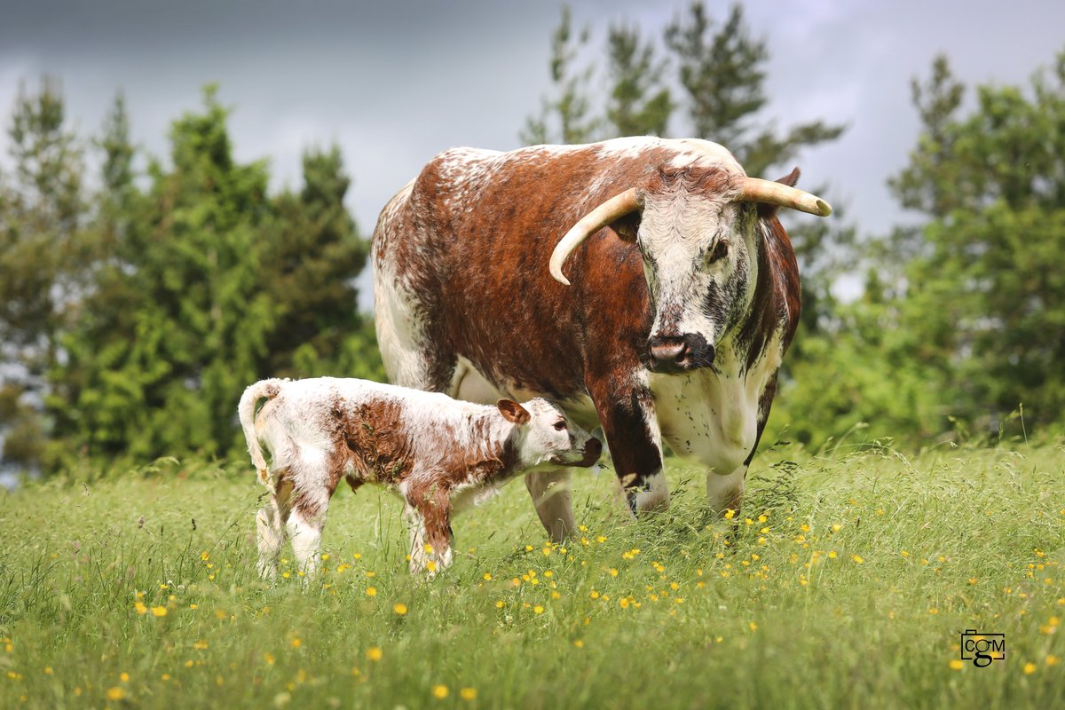 LonghornOffice's tweet photo. The catalogue for the dispersal of the Harford herd of Longhorns and flock of @cotswoldlions Cotswold sheep is now up on our website.  Sale is on 30 July at @McCartneysLLP Worcester.
https://t.co/f3M7rCSt5X
#longhorncattle #englishlonghorncattle #nativebreeds #nativecattle https://t.co/EGkljTxzl6