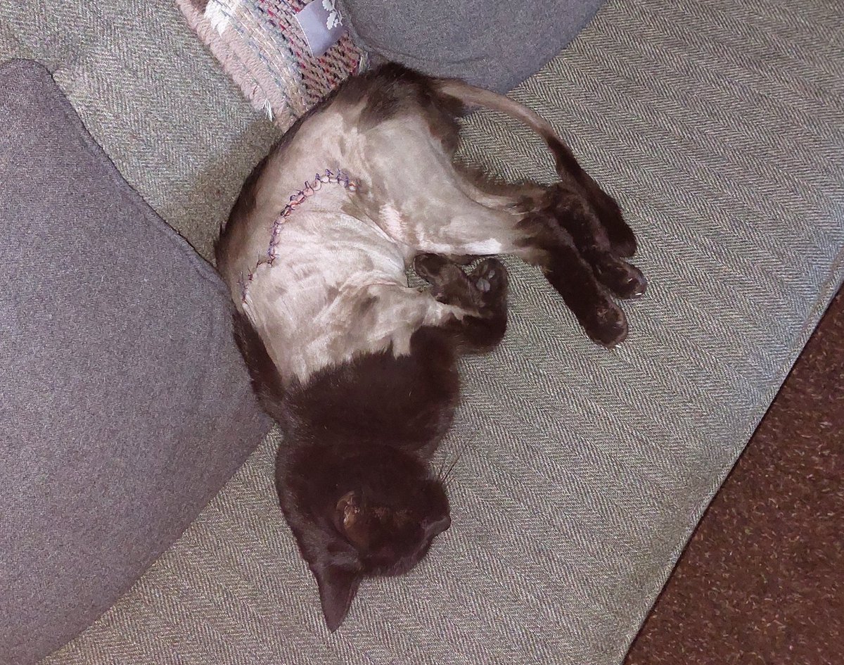 jon_abbott's tweet photo. 2 months after his accident, Sid is outside for the first time and within 5 minutes he's brought a guest back for brunch. Vole caught & released safely.... for now.
#SomeCat #CatsOfTwitter https://t.co/GnqBmCIDG0