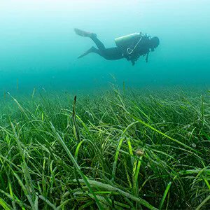 UKBlueCarbon's tweet photo. .@OceanCTrust have launched their biggest & most ambitious #seagrass project! The #BlueMeadows project aims to restore & protect 700 hectares of seagrass meadows & they have even constructed a 400 m² seagrass nursery site!
Watch the video 👉 https://t.co/Zyjs76hdTG https://t.co/fvrjV56s9b
