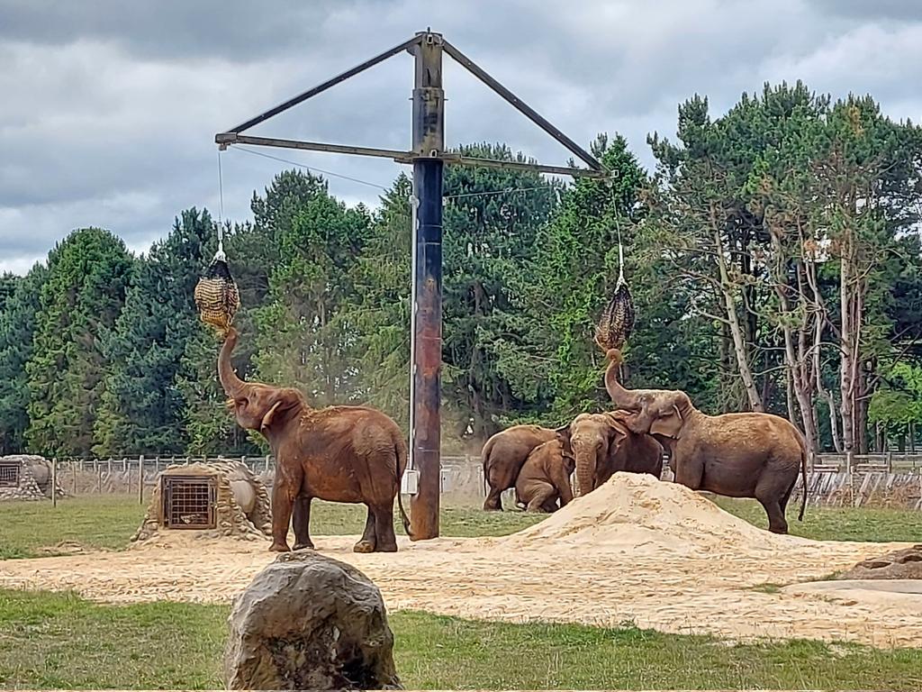 TheKingstonAca's tweet photo. Y10 enjoying a day @ZSLWhipsnadeZoo! https://t.co/gxzbFtLoos