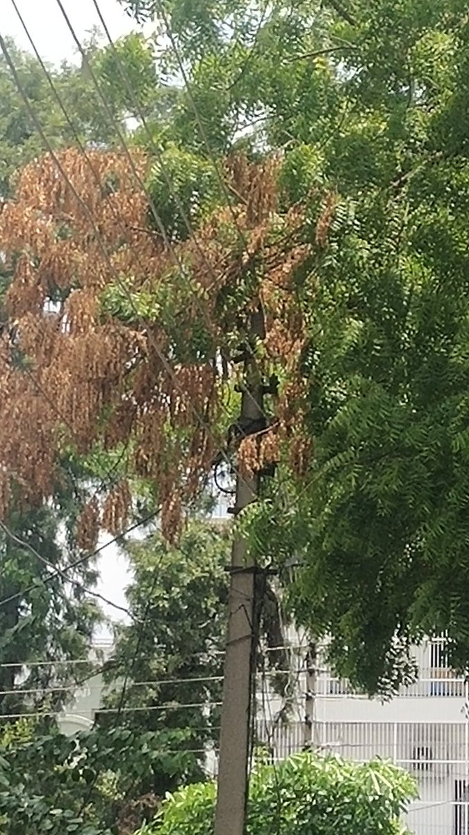 AsthaAg65201205's tweet photo. Despite many complains to @pvvnlghaziabad @AMRUTCityGzb these trees are not been trimmed. If it rains a bit or windy there's a fault always. Please see that wires are going through trees and in extreme weather, it can be dangerous for public and property. Please look into this. https://t.co/2Me78mhV0F