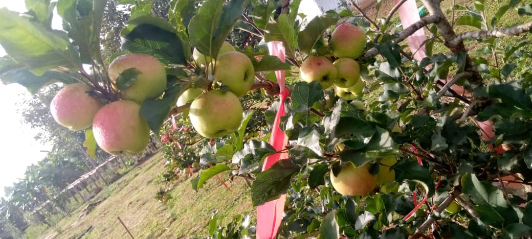 UchePOkoye's tweet photo. Yes, Apple grows here in Anambra state. 
We have a limited number for sale, it goes for just N20k per plant.

Slid in my DM to get yours now. https://t.co/Mwrpg8tG8F