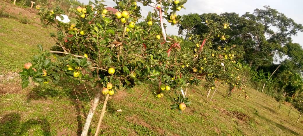 UchePOkoye's tweet photo. Yes, Apple grows here in Anambra state. 
We have a limited number for sale, it goes for just N20k per plant.

Slid in my DM to get yours now. https://t.co/Mwrpg8tG8F