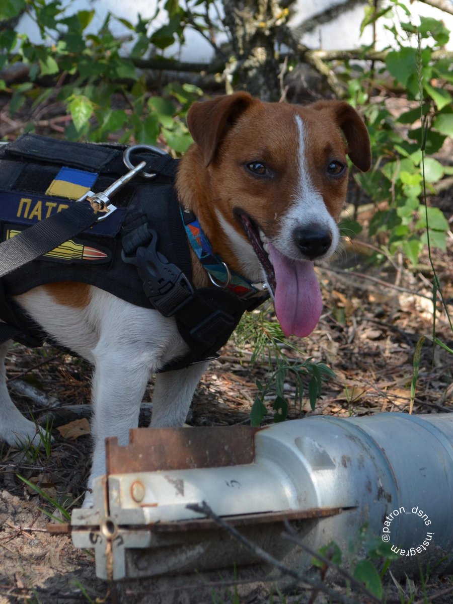 Look what I found. It's called 'Wow, Patron, you're a great guy.' That's what my team told me. #UkraineRussiaWar #Patron #DogPatron #dogsoftwitter