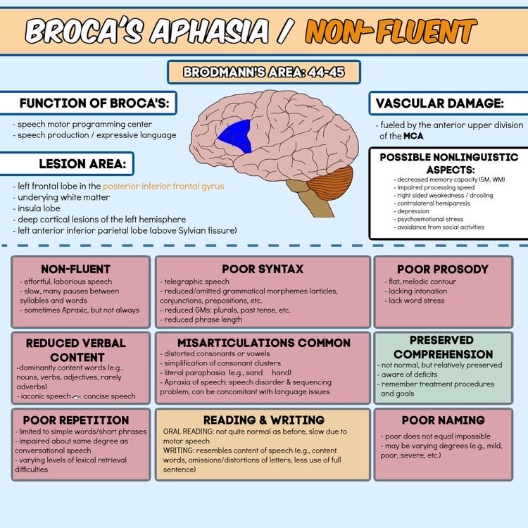 Broca's and Wernicke's area primer just for you.
