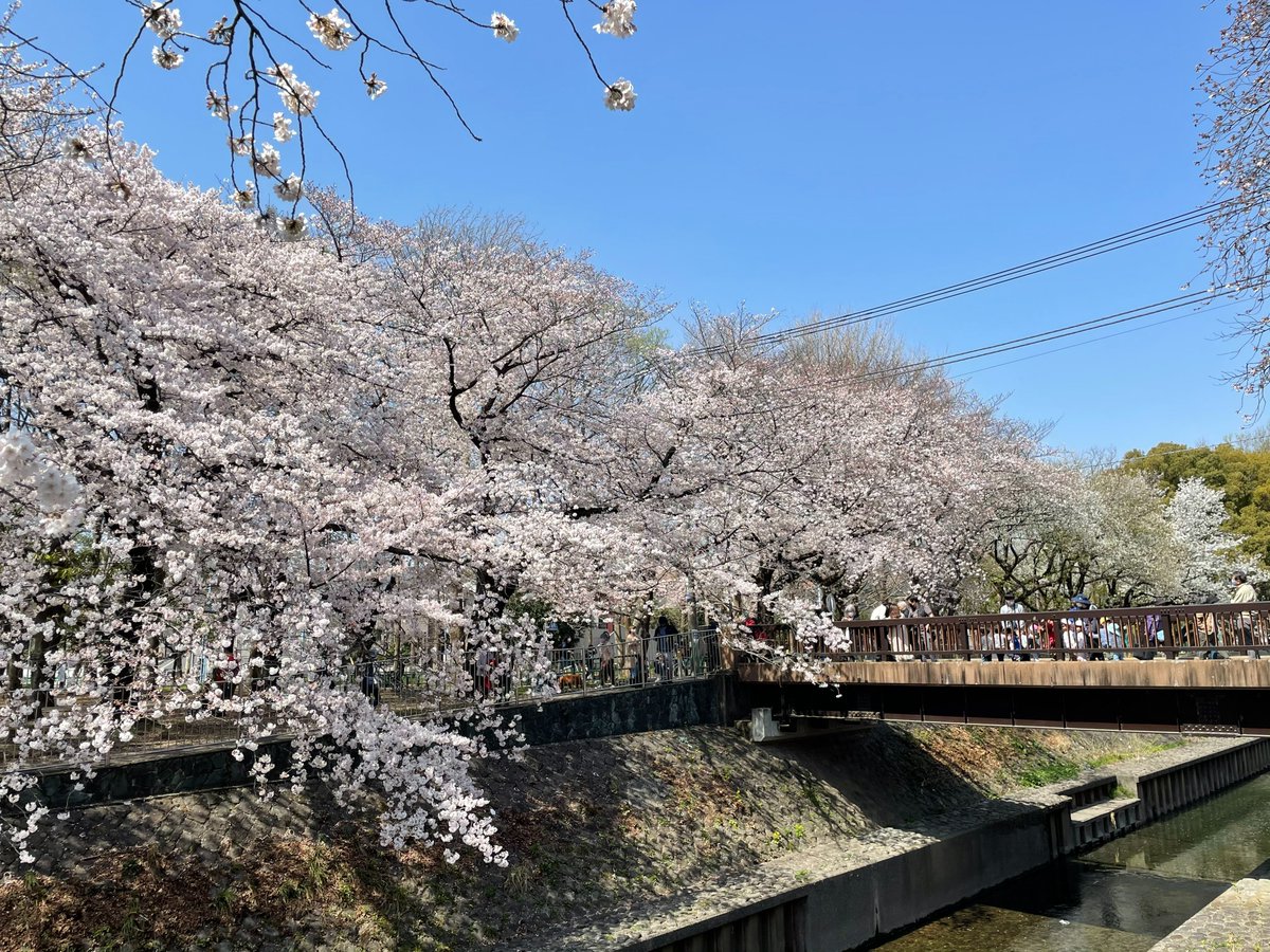 Gaba1to1's tweet photo. Hi, it’s Abi! If any of you have taken my lessons, you know I run almost every morning. I do the same route every day, but it’s not boring. Watching the seasons change is magical! What’s your favourite season? 

#Gabaインストラクター #英語 #英会話 #英語学習 #ルーティーン https://t.co/wVZWDiSL2F