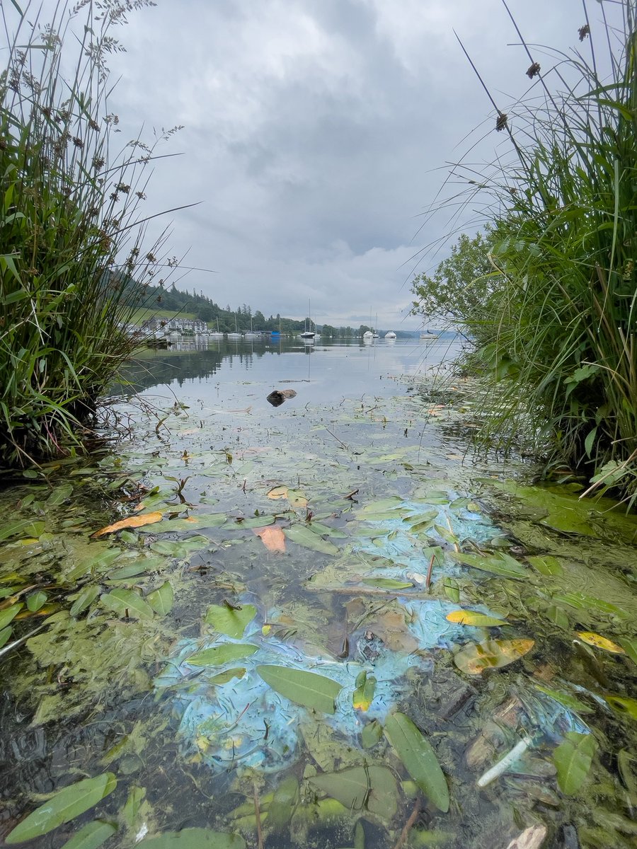 MattStaniek's tweet photo. Oh and Windermeres lake water has turned a beautiful blue colour… 🤮 

#LakeDistrict #sewage #ClimateEmergency #water #Savethemere #BorisJohnson https://t.co/YFHGHc9q2o