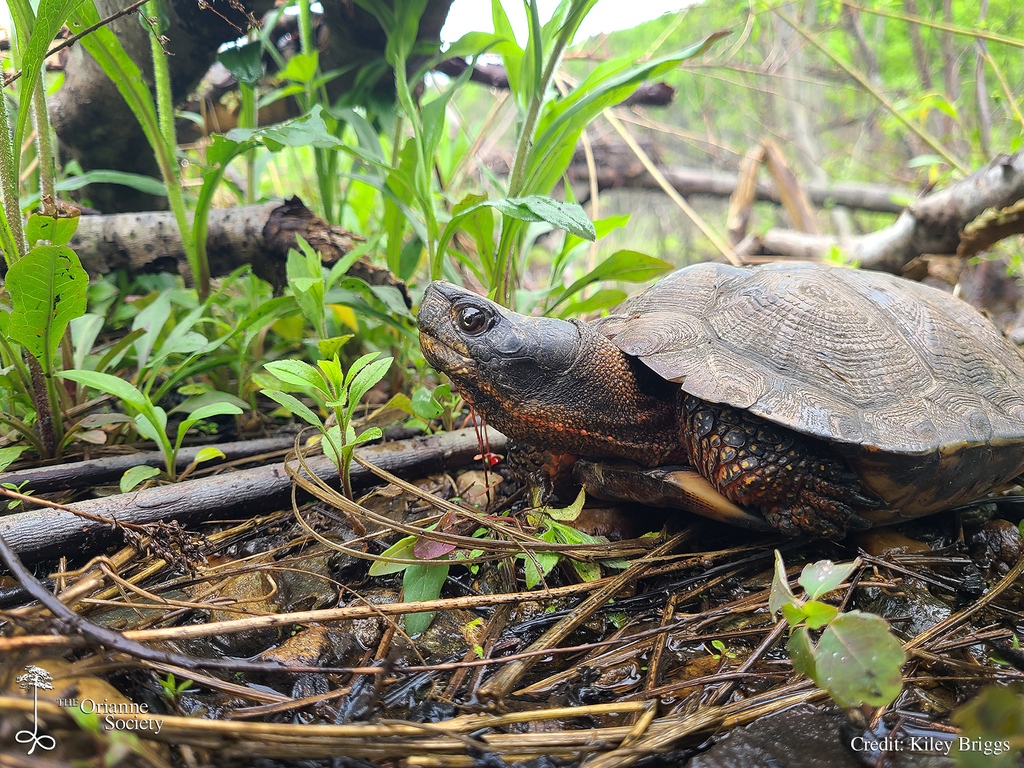 On a recent survey to a new site, Kiley found what looked like a decent #WoodTurtle nesting beach, and after entering some notes about the habitat quality, he glanced down at his feet and spotted this gravid female looking back up at him.

#Orianne #KileyBriggs #turtles #wildlife