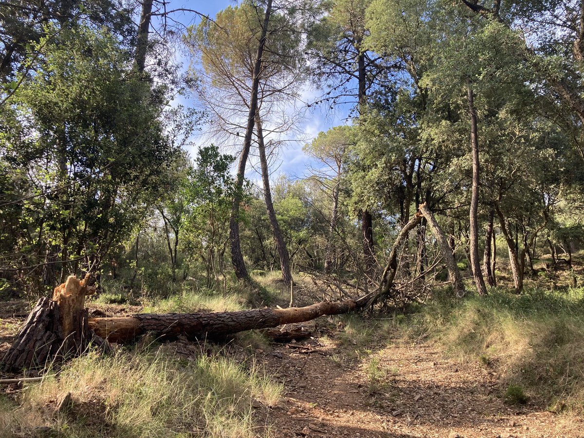 cargol_poater's tweet photo. Aquest matí els companys de l'@adfgirona han retirat el pi que fa uns dies va caure enmig d'un camí a Sant Daniel. 👍 #canPi #boscos #Gavarres https://t.co/J7zGo4aJjC