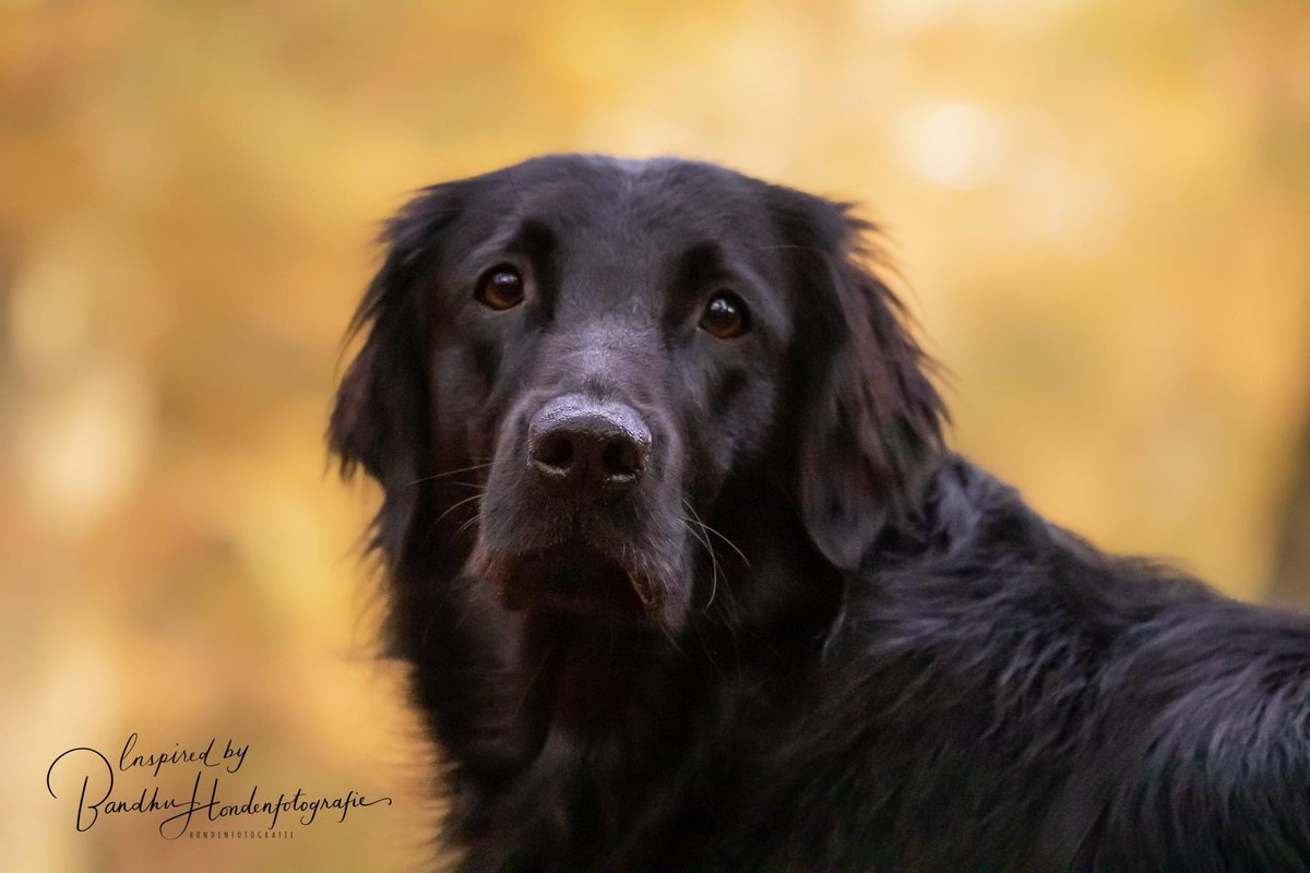 dogcases's tweet image. Nu eens geen gedragsessie voor een uitvallende hond maar voor een aangevallen hond, fijn deze kanjer en zijn baasje te mogen helpen weer vertrouwen te krijgen in de wereld. Heb jij ook hulp nodig bij het gedrag van jouw hond, stuur eens een berichtje via info@dogcases.nl