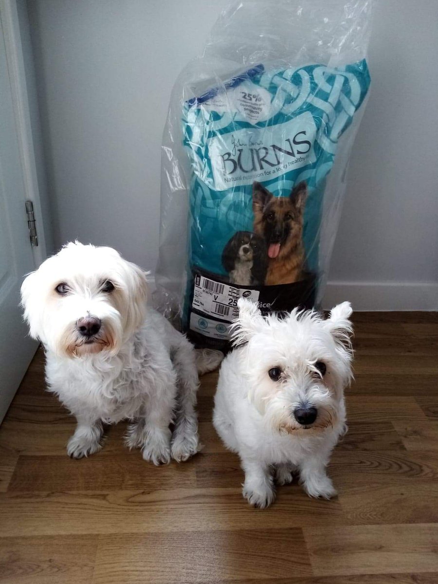 The Pettifor Trust (@pettifortrust) on Twitter photo Meet Daisy and Rosie. An adorable pair of Weechon's supported through our 'Keeping People and Pets Together' Project. Supported by <a href="/burnspetfood/">Burns Pet Nutrition</a>
#backedbyburns #poweredbyburns #animalwelfare #supportingthecommunity Meet Daisy and Rosie. An adorable pair of Weechon's supported through our 'Keeping People and Pets Together' Project. Supported by <a href="/burnspetfood/">Burns Pet Nutrition</a>
#backedbyburns #poweredbyburns #animalwelfare #supportingthecommunity