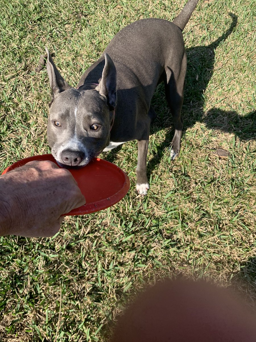 Roxy Roo 💗🐾🐕‍🦺🏴‍☠️🏴‍☠️🏴‍☠️ tweet media