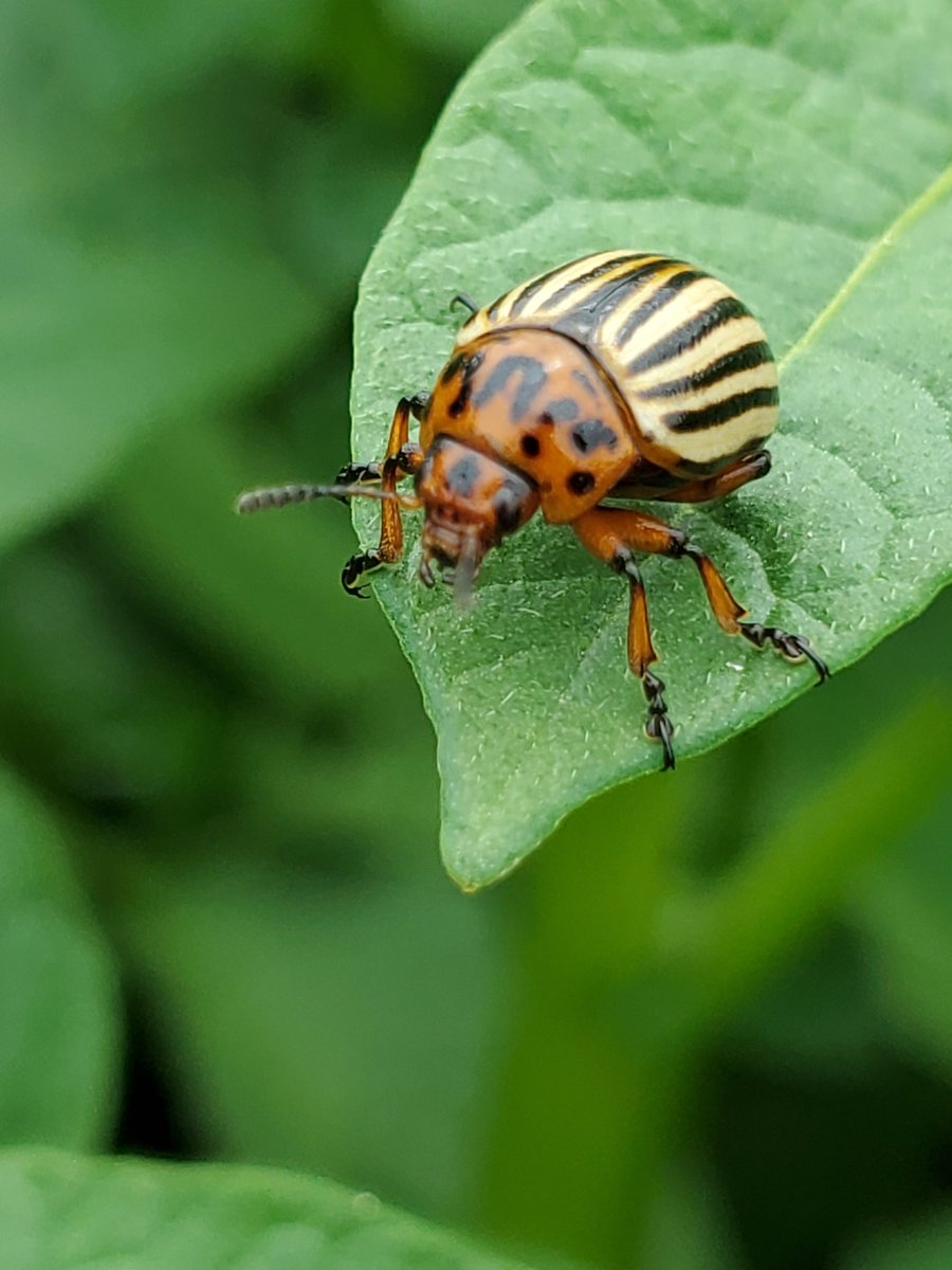 EricOtt19's tweet photo. Colorado potato beetle.  Destructive #pest in #potato.  Take a look at eggs, larvae, adult beetles and herbivory. #giveacrop https://t.co/YPHrXJl3X3
