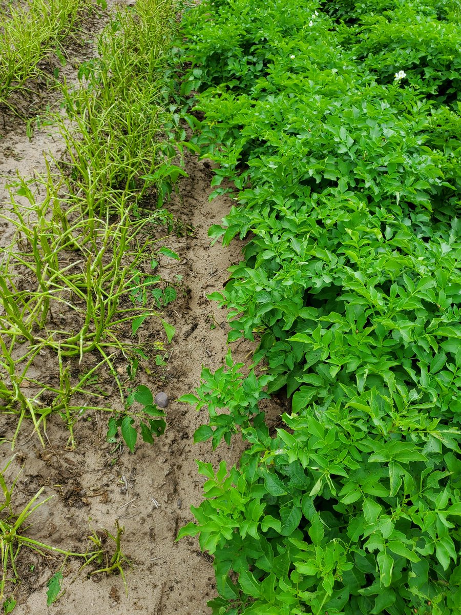 Colorado potato beetle.  Destructive #pest in #potato.  Take a look at eggs, larvae, adult beetles and herbivory. #giveacrop