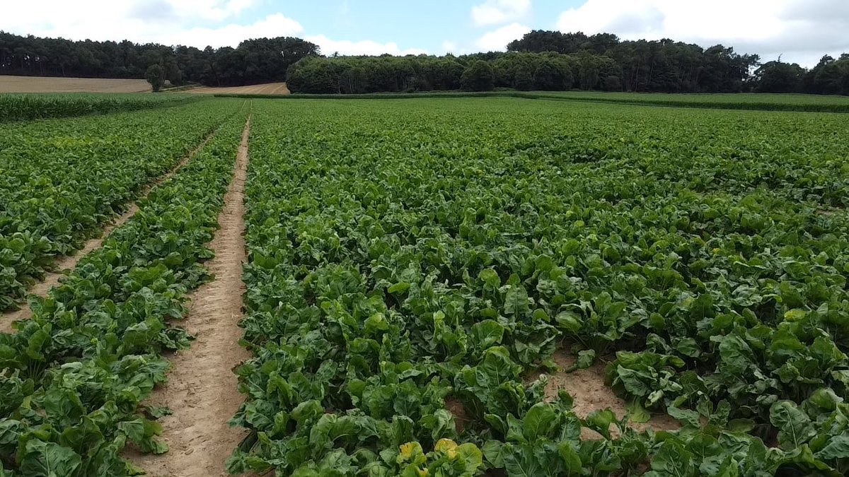 Au-delà de la moisson de nos céréales qui bat son plein, perceptive de culture qui orne notre belle campagne et ses bosquets! 🇫🇷 #tournesol #maïs #blenoir #missbetter
<a href="/MoisdonNegoce/">Moisdon Negoce</a> <a href="/NegoceAgricole/">Le Négoce Agricole</a> <a href="/TerrenetFR/">Terre-net.fr</a> <a href="/agriculteursBzh/">AgriculteursBretagne</a> <a href="/agrodisT/">Agrodistribution</a> @PaysanBzh_Hebdo