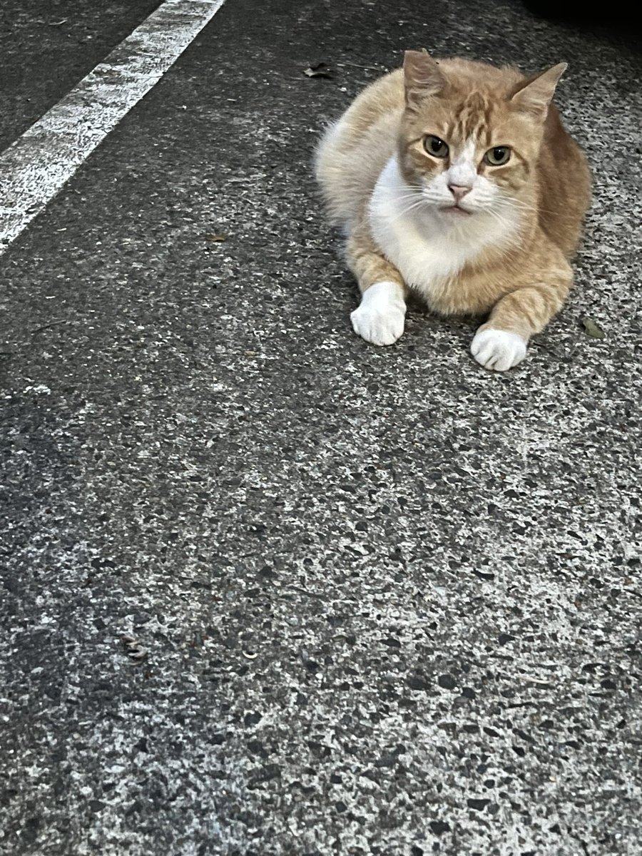 redtokima's tweet photo. おばさんの猫かなって思ってたら
お兄さん家の子？って聞かれて
すれ違いコントみたいでした https://t.co/w1H19itDNI