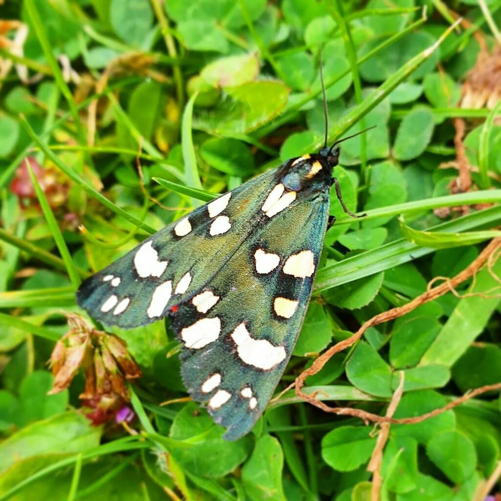 Mumblebug_'s tweet photo. A scarlet tiger moth! I've not seen one before and here is one just hanging around my garden.
It was go dramatic, I just walked over to see the pond and this bright red flash just appeared! So beautiful.

#tigermoth #ukwildlife #SouthShropshire #gardenin… https://t.co/hw3SW9tuzX https://t.co/eU2Gzj8kGQ