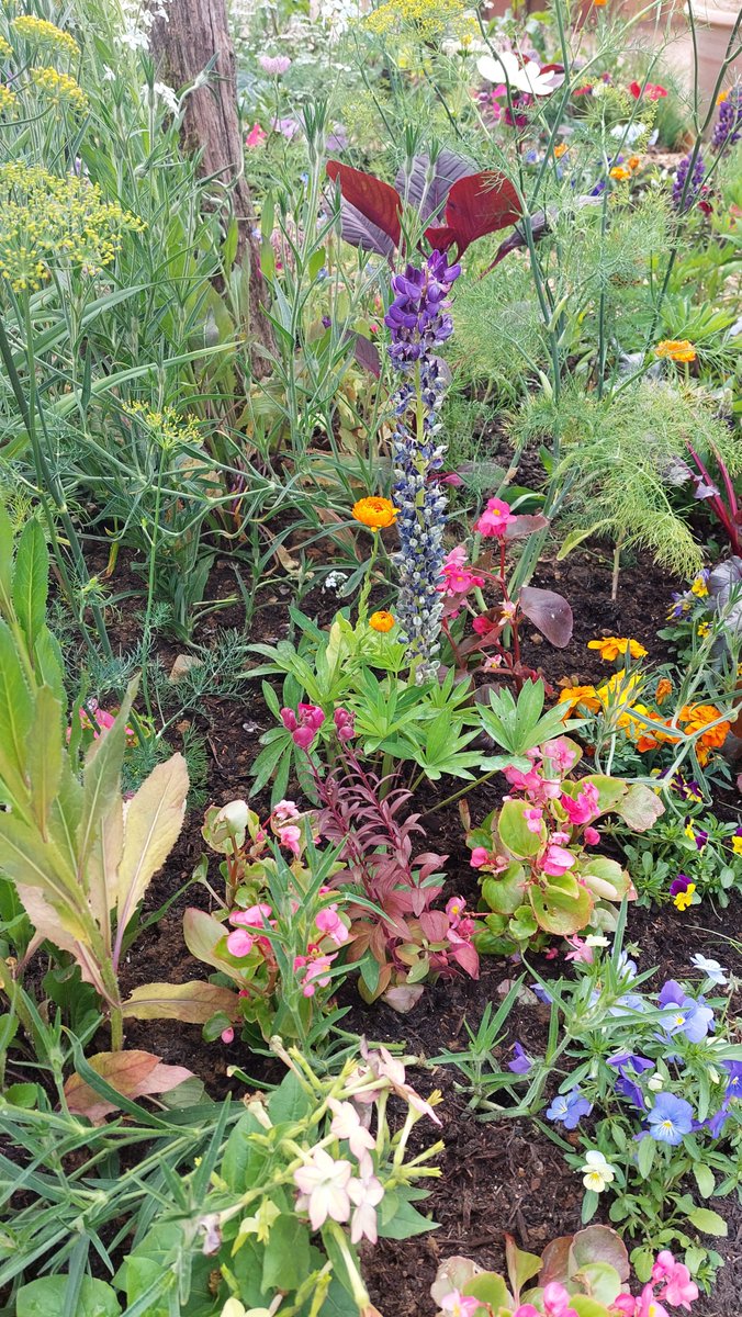 HughFW's tweet photo. The River Cottage garden looking great @The_RHS Hampton Court. I hope to see lots of you there this afternoon and tomorrow. #RHS #RHSHamptonCourt https://t.co/6IrtbXe2tL