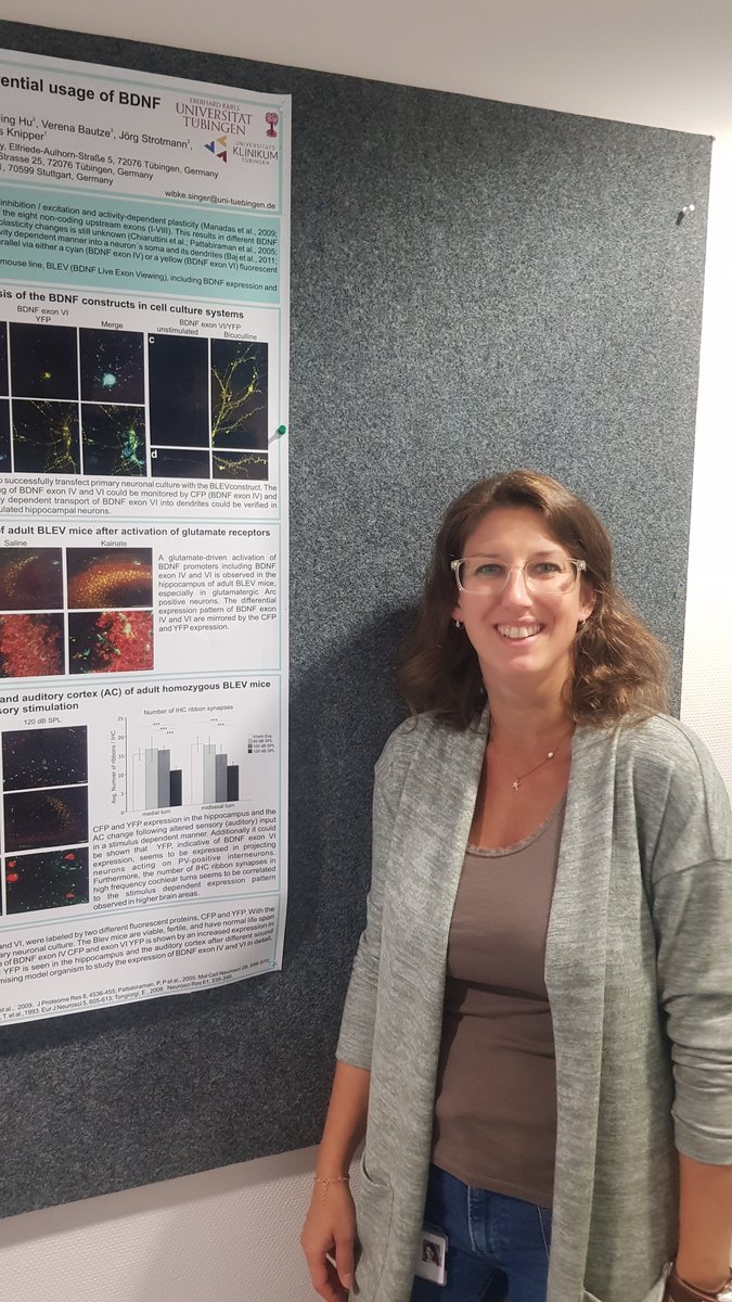 KnipperLab's tweet photo. Introducing our lab: Research Scientist Dr. Wibke Singer is molecular biologist and presents here the BLEV mouse, a reporter mouse that shows activity dependent BDNF transcription 🐀🧠🔬 https://t.co/ex88y6OhL2