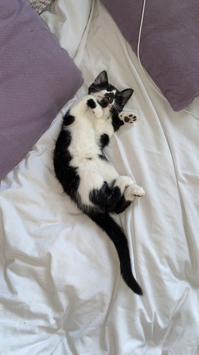 Proper comfy here muma 🖤🤍 #kittens #Dot #KittensKrew 😻
