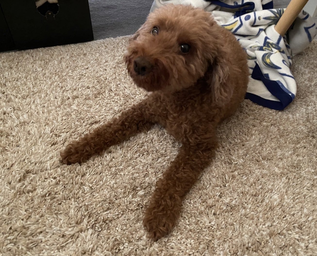こ 口の周り茶色すぎ トイプードル デカプー 犬のいる暮らし T Co Zldkszr7rm Twitter