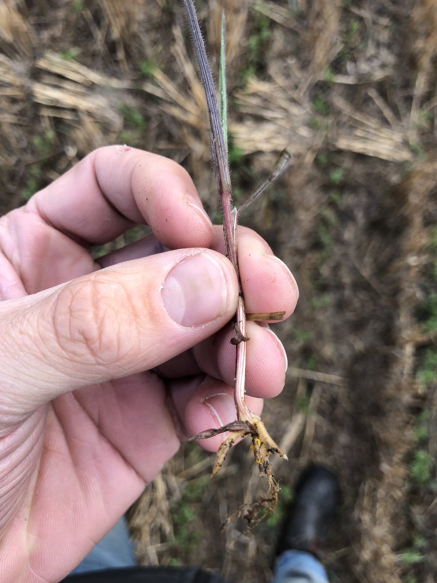 warwick_stone's tweet photo. Considering the brome population and trash load I’m pretty happy with how ultro is working here 46 days after application https://t.co/9XO9zZx3q0
