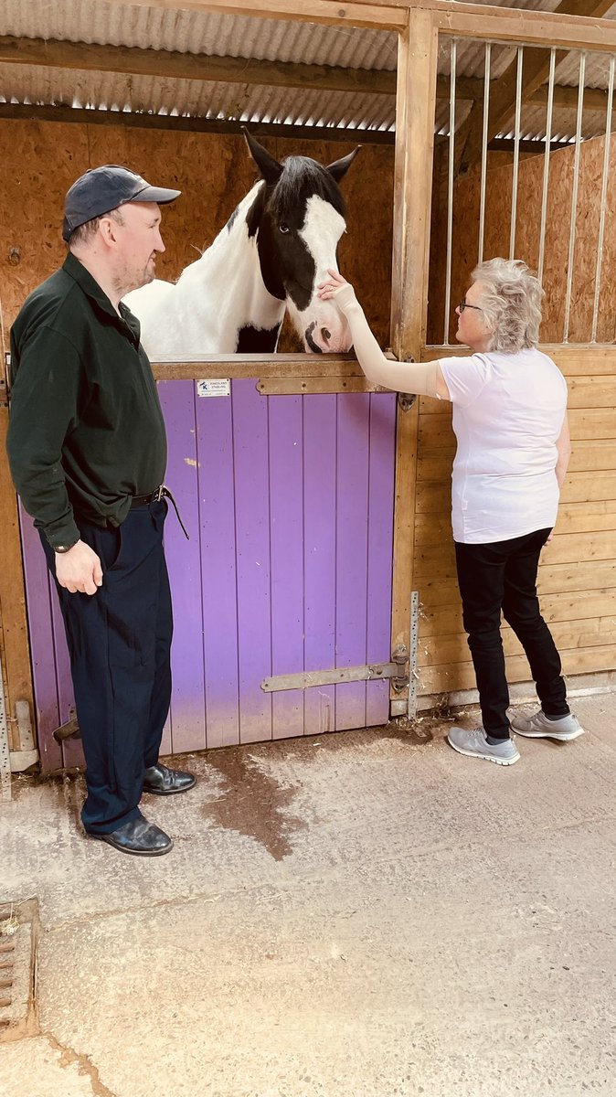 rdahereford's tweet photo. Sneak peek of  our laid back piebald Cob Warmblood gelding. Harvey is age 12 and 15.3hh - saying hi to supporters - what a 🐴star! https://t.co/VXKwsRWF0x