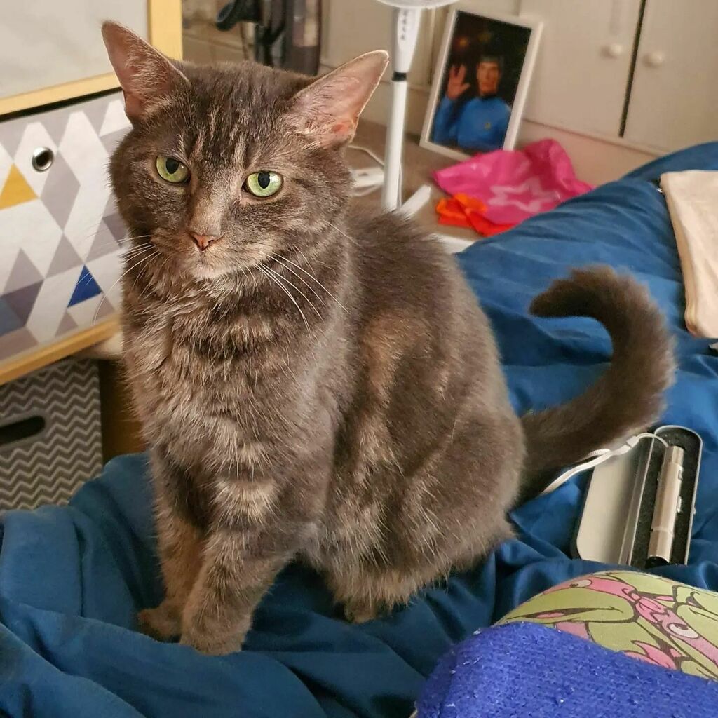 Jarvdusa's tweet photo. This one turns 9 today!

He seems to have gotten very fussy with old age, but he is very happy with his #katkinclub
fancy food which arrived today.

Thank you for giving him a tasty day @katkin.club

#catstagram #catsoftwitter #cats #greycatsofinstagram … https://t.co/SDKBhvjL5j https://t.co/TJvUpmofj7