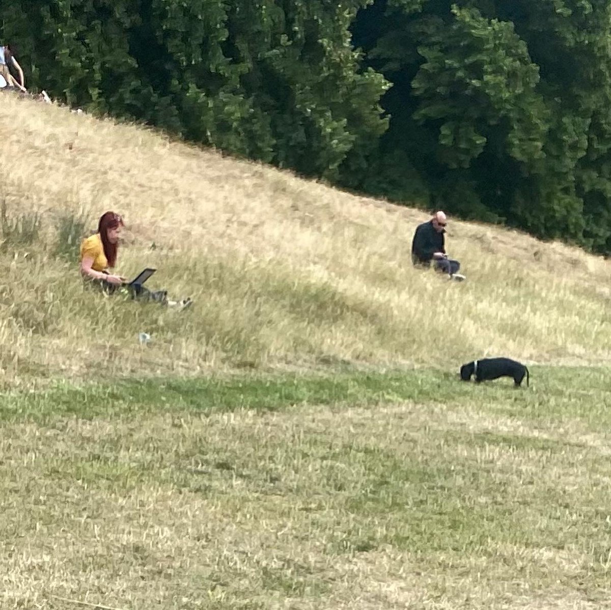 DOG WAT I SAW tweet media