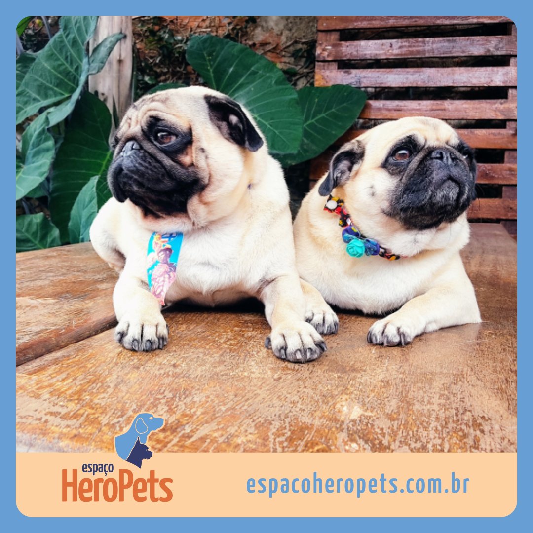 EspacoHeroPets's tweet image. Estes são Back e Pandora, queridos clientes do Espaço Hero Pets. 🐶 Eles já experimentaram nossa estrutura criada especialmente para Pets. 🐾 Aqui todos são tratados como verdadeiros Heróis.