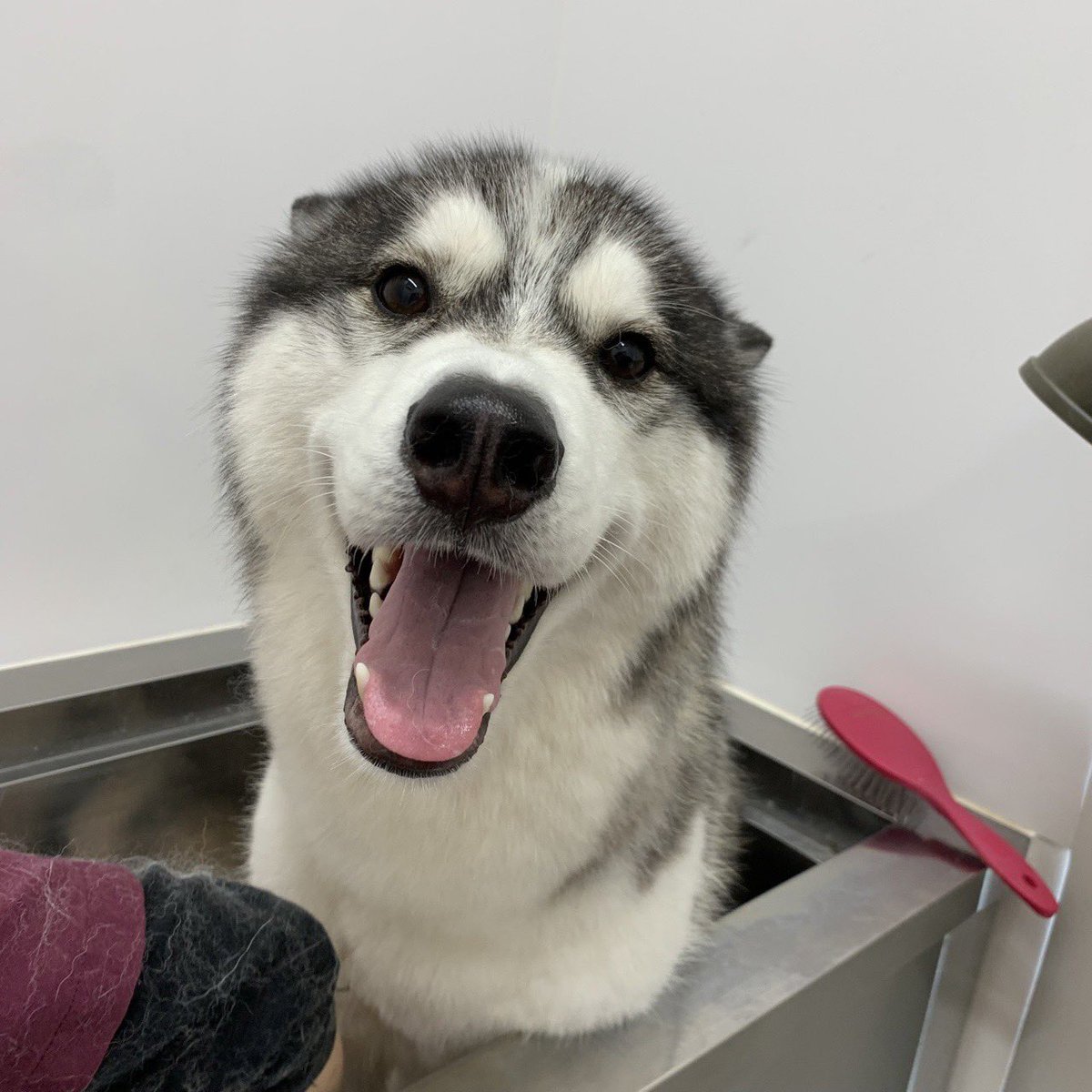 ジュノ⭐︎足長ハスキー🐺 tweet media