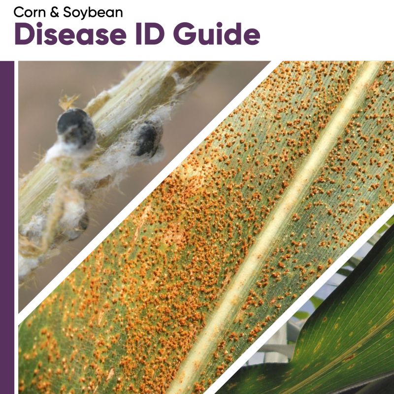 BrevantseedsUS's tweet photo. We’re keeping an eye out for disease. 👀 Need help with identification and management? Start with your trusted ag retailer.