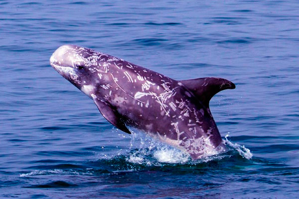 Proyecto de monitorización de delfines grises #Risso para investigar sobre su abundancia, presencia, supervivencia y consecuencias que la actividad humana ejerce sobre la especie
Una investigación de <a href="/XanderSanchez/">Alexander Sánchez Jones</a> <a href="/alnitakmission/">Alnitak</a> <a href="/Alnitak_org/">Alnitak Research Institute</a> #Fundación Ocean Born Miura Partners