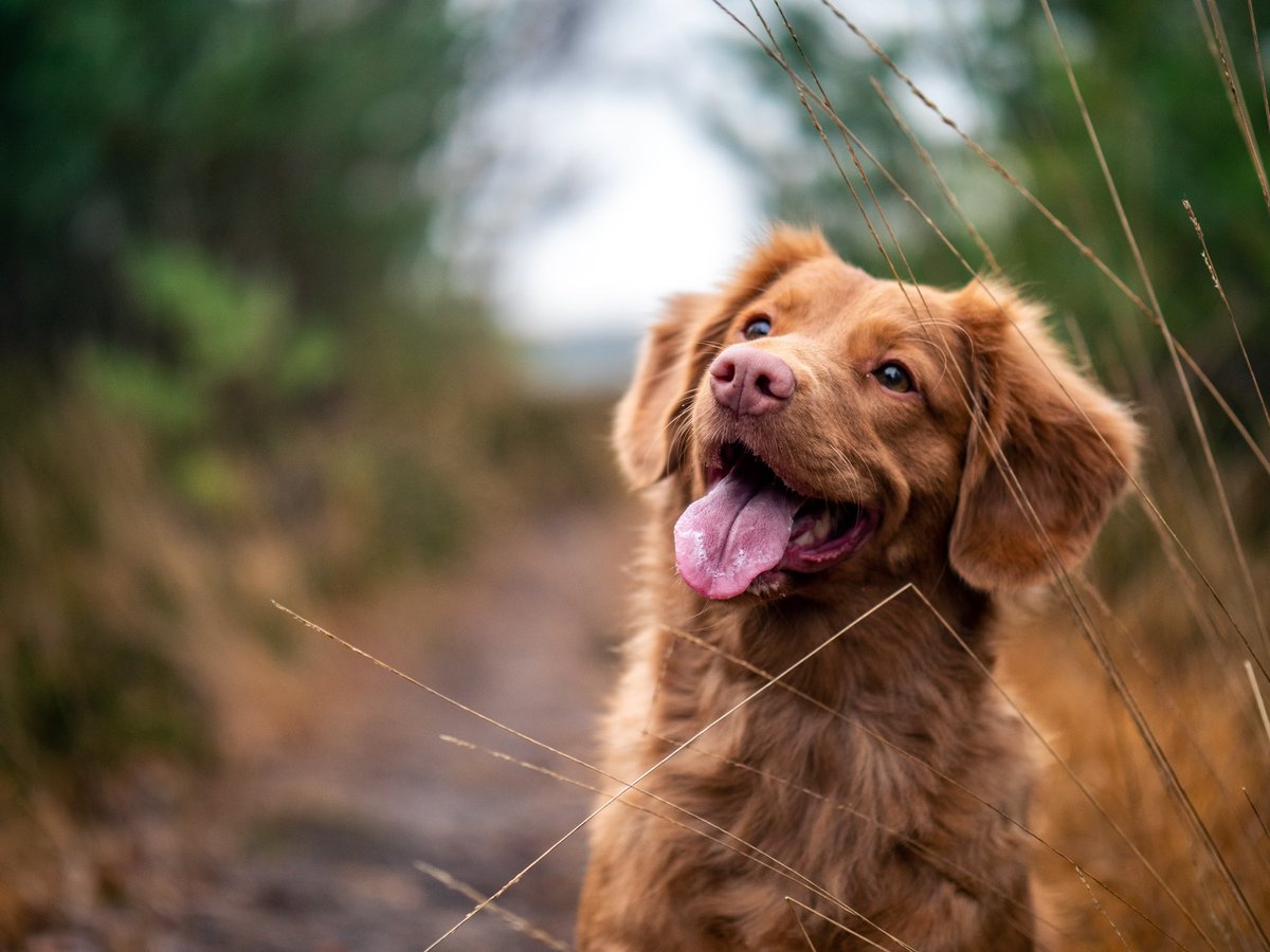 modscholarpod's tweet photo. For today’s edition of #NetworkingThursday, share pictures of your pets! Tell us what you do and how your furry co-workers help you out! #networking #collaboration #pets https://t.co/g8zZP3zNd4