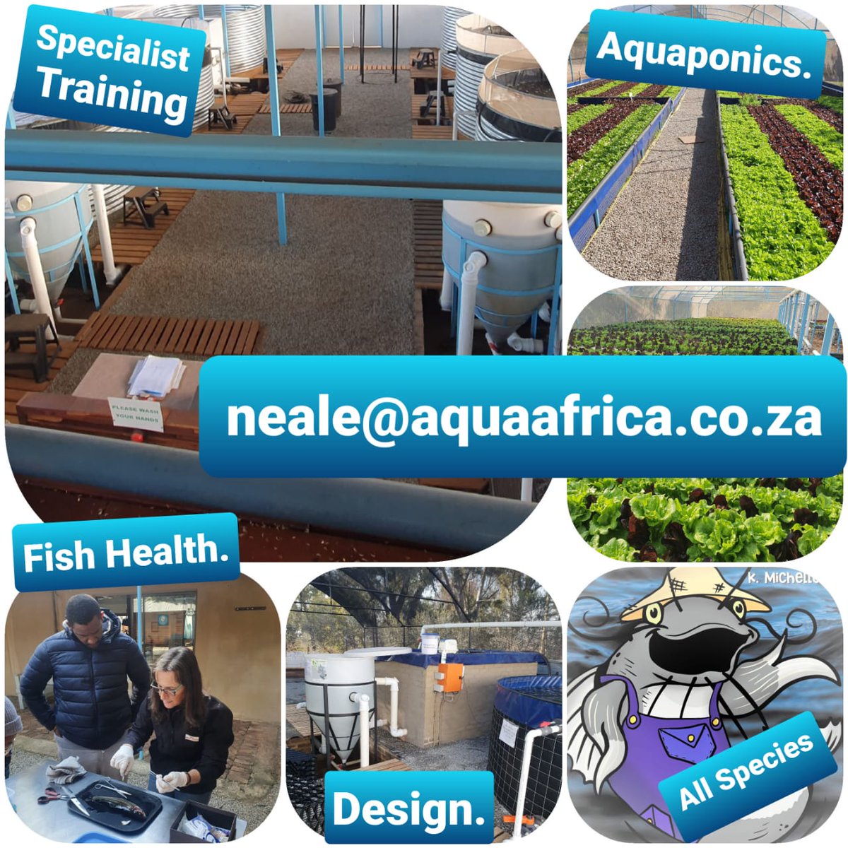 StrauchNeale's tweet photo. 🐟 Aquaculture (fish farming) and Aquaponics (the combination of fish and plants) ☘️ training, courses range from 2 to 5 days.  
Equipment and components also available at https://t.co/wfbTtmwc1X 

For information contact us at info@aquaafrica.co.za or neale@aquaafrica.co.za https://t.co/sRX8uE94SF