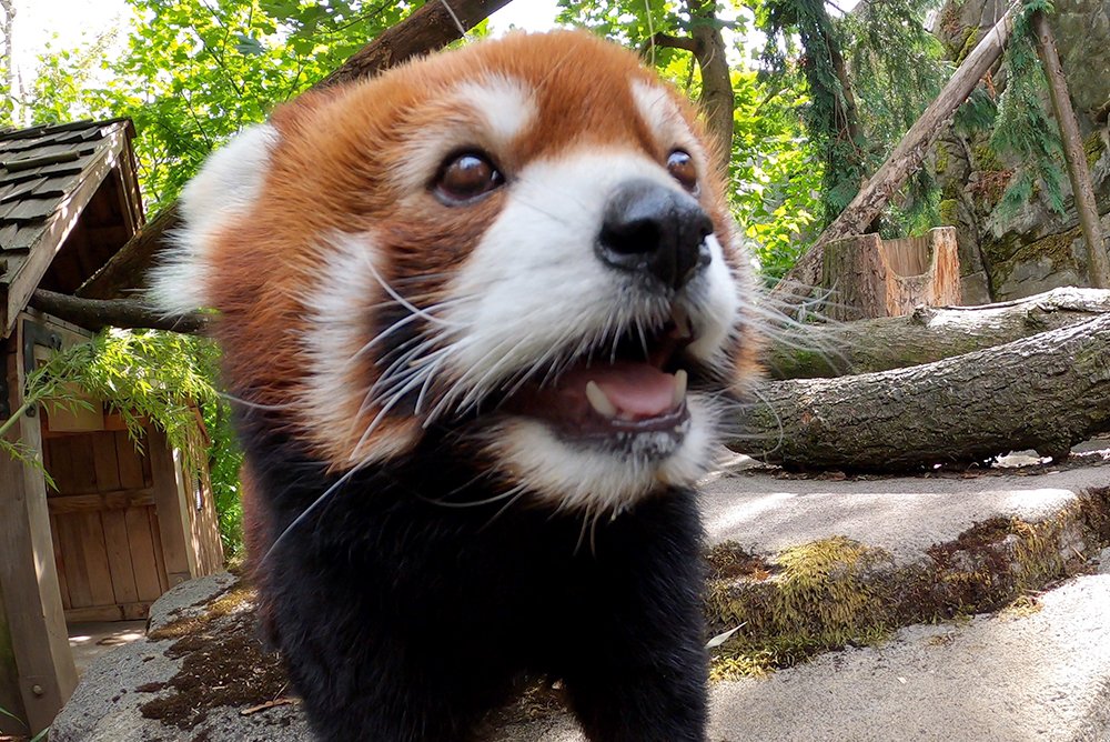 OregonZoo's tweet photo. Happy fursday https://t.co/JLXfvbKpYw