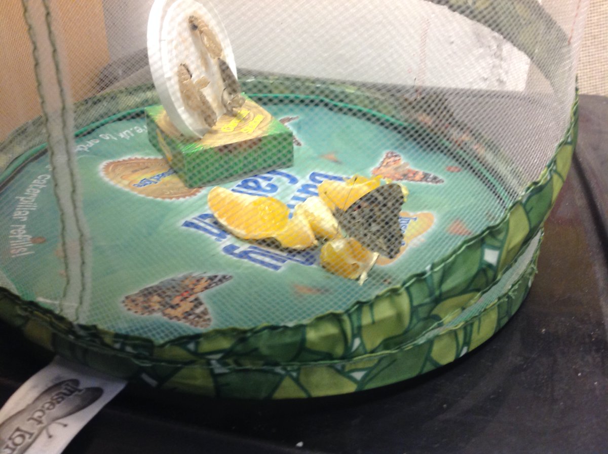 Our butterflies have emerged in Reception! They are enjoying their juicy oranges and learning to fly!
