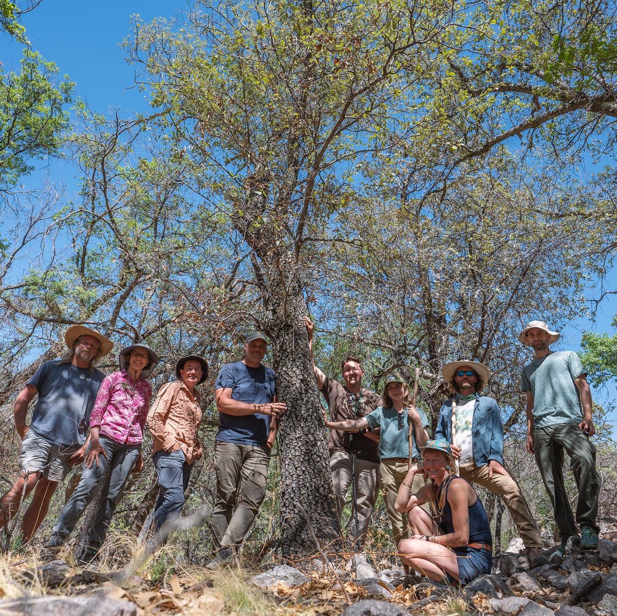 An #oak tree thought to be extinct, Quercus tardifolia, was discovered deep within @BigBendNPS, Texas by a group of researchers led by @MortonArboretum & @USBotanicGarden. Get an inside look at the journey to find & conserve the elusive oak: usbg.gov/researchers-re…