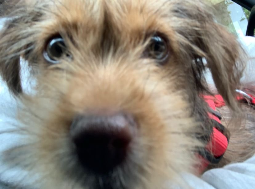 Antoinnette Scheulderman tweet media