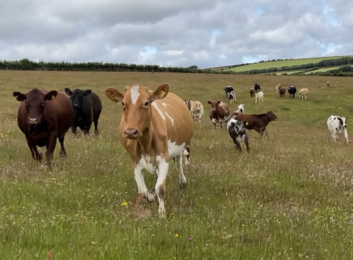 newlandfarm's tweet photo. Multisucklers on the move #Freshbite https://t.co/dm4zoHQRYb
