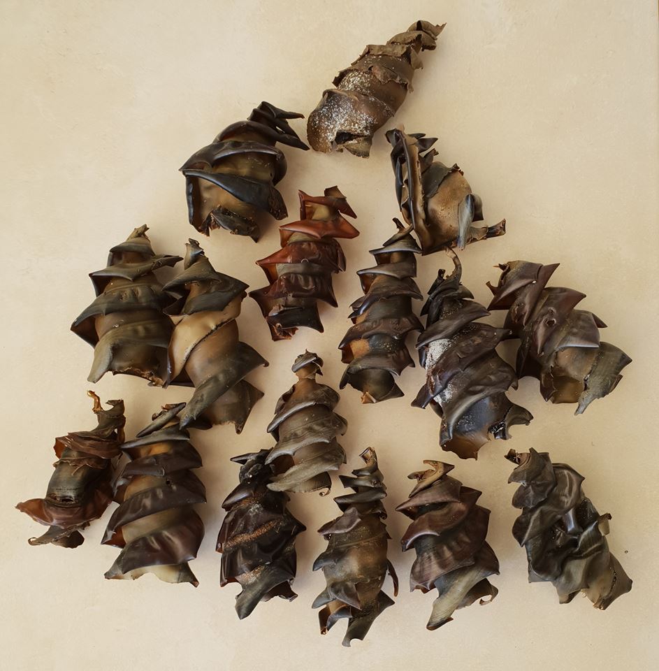 oceanx's tweet photo. You knew some sharks laid eggs, but did you expect them to look like this? Meet the Port Jackson shark from Australia. Its eggs have a screw shape so the mama shark can pick them up in her mouth and "screw" them securely into a rock crevice. https://t.co/ePrYPMarz9
