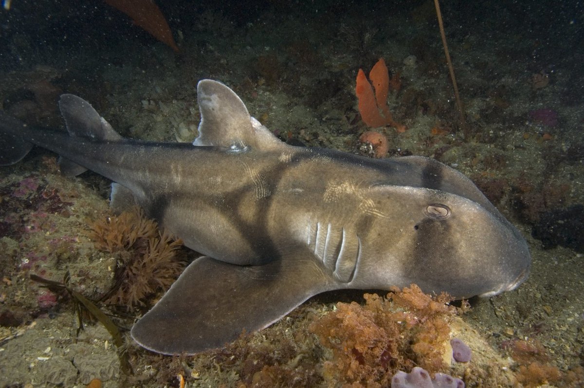 oceanx's tweet photo. You knew some sharks laid eggs, but did you expect them to look like this? Meet the Port Jackson shark from Australia. Its eggs have a screw shape so the mama shark can pick them up in her mouth and "screw" them securely into a rock crevice. https://t.co/ePrYPMarz9