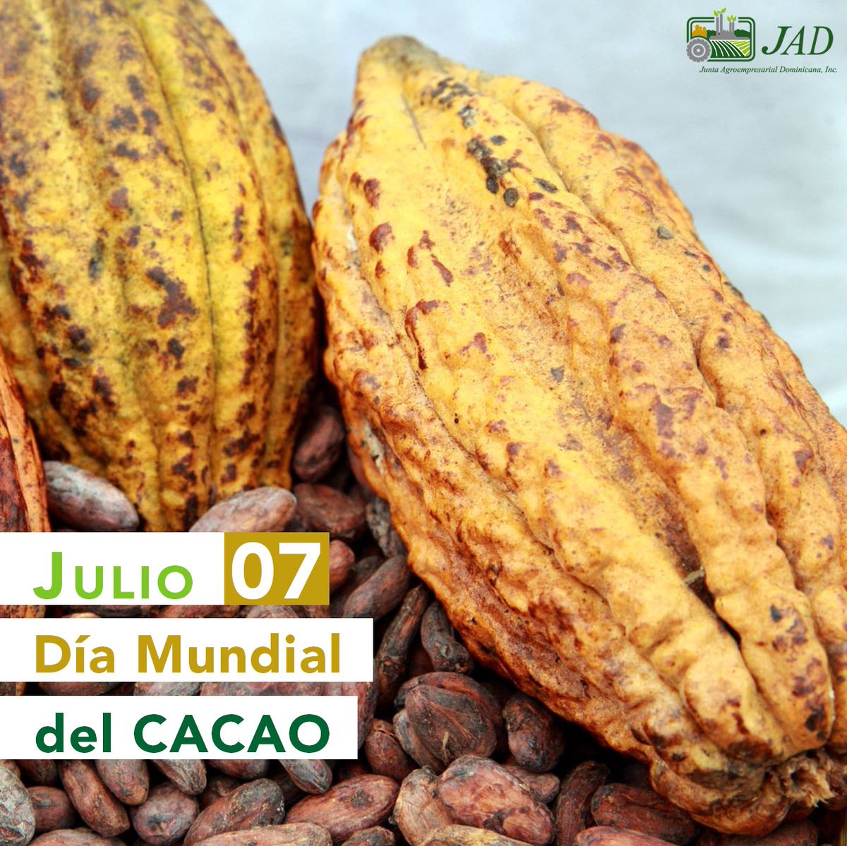 jad_agroempresa's tweet photo. Hoy es el #DíaDelCacao, un cultivo clave en nuestro país, con gran índice en la exportación de productos orgánicos en el mundo. 

#JADFelicita a todos nuestros socios productores de Cacao por su gran aporte y arduo trabajo. https://t.co/s5rJhq3mQv